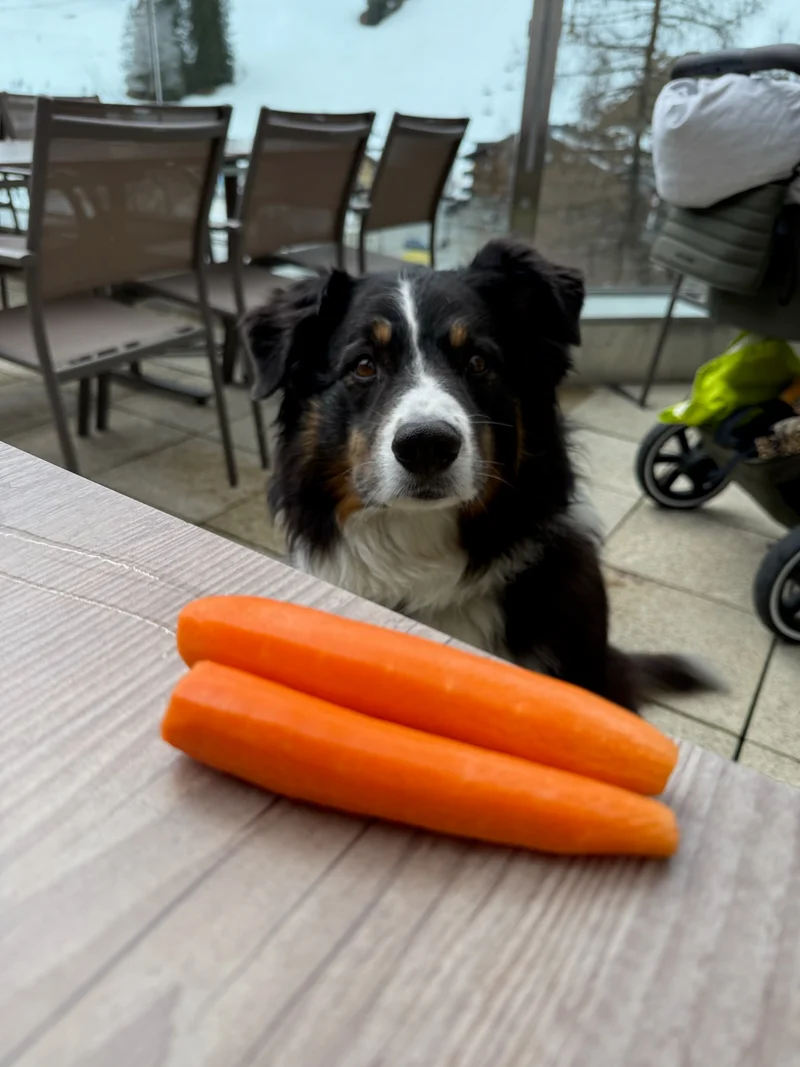 Hund mit Karotten